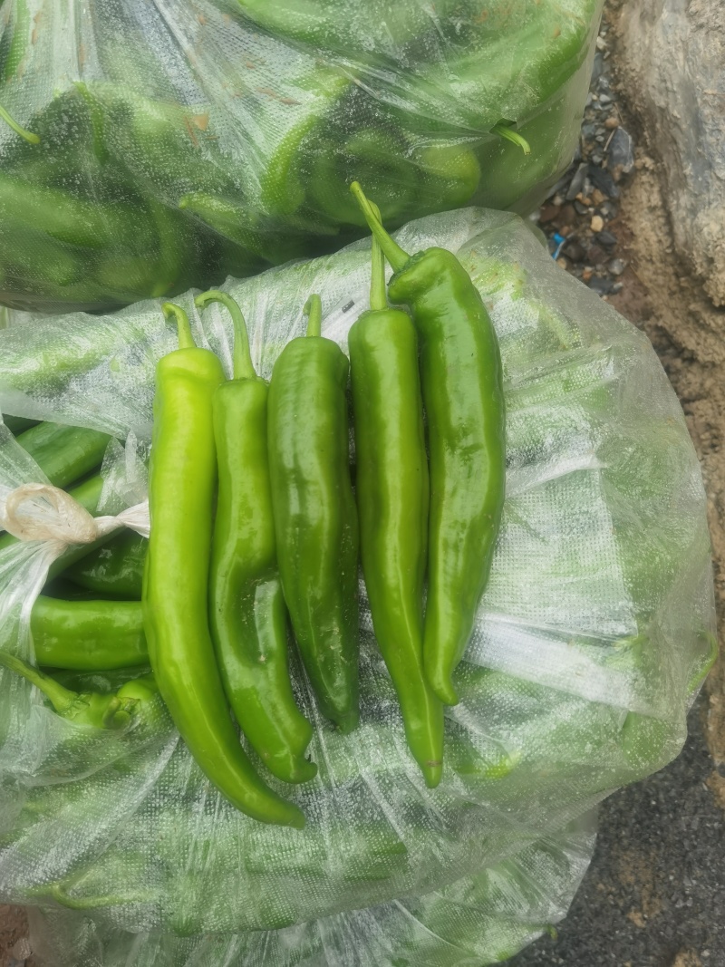 翠绿，顺直，中辣新鲜青椒