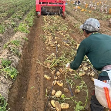 湖北精品黄心土豆大量上市，沃土，V7