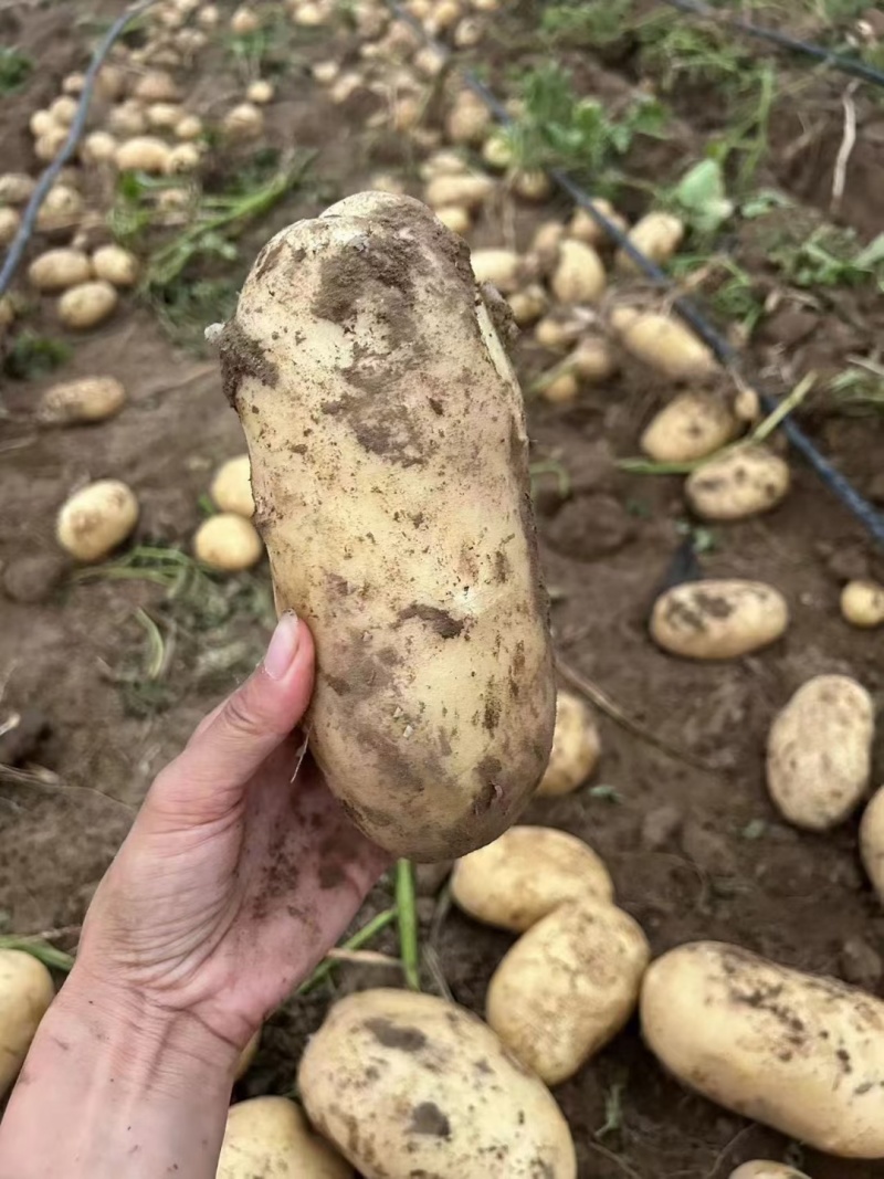 湖北精品黄心土豆大量上市，沃土，V7
