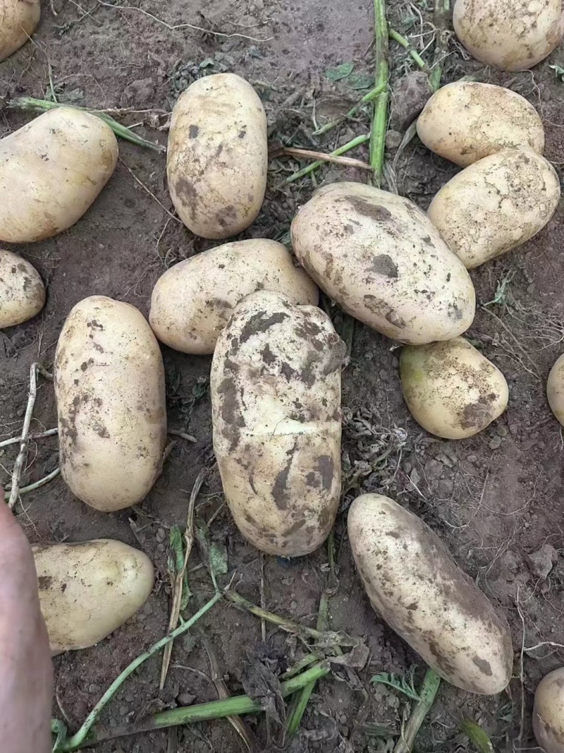 湖北精品黄心土豆大量上市，沃土，V7