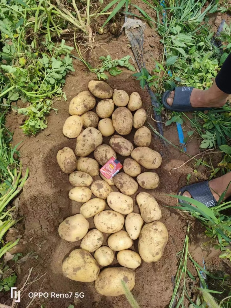 湖北精品黄心土豆大量上市，沃土，V7