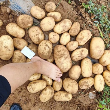 湖北黄心土豆大量上市，沃土，V7