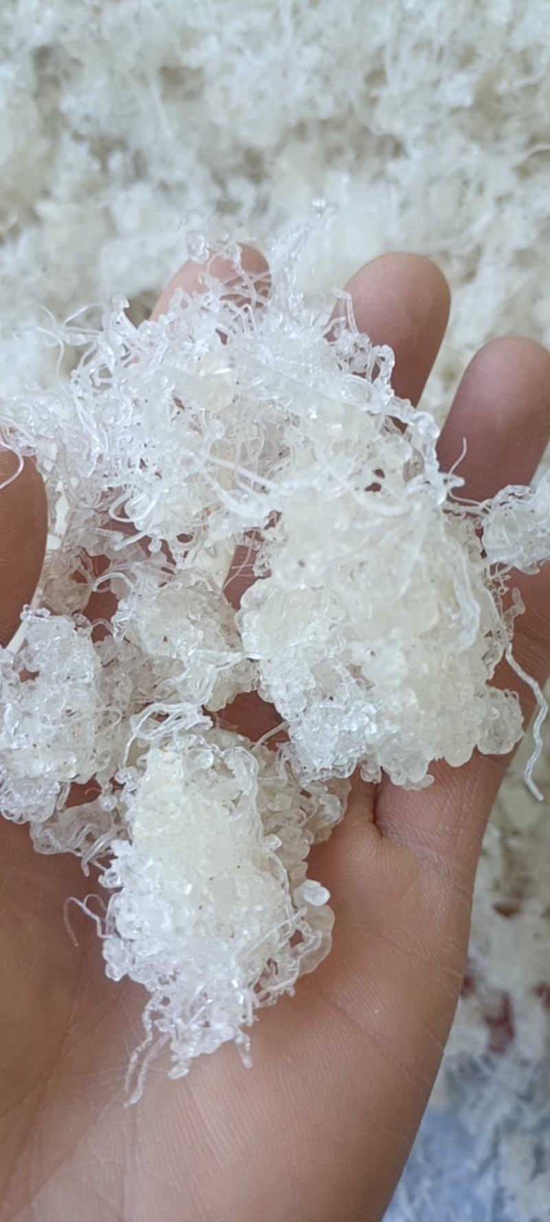 雪燕龙须
