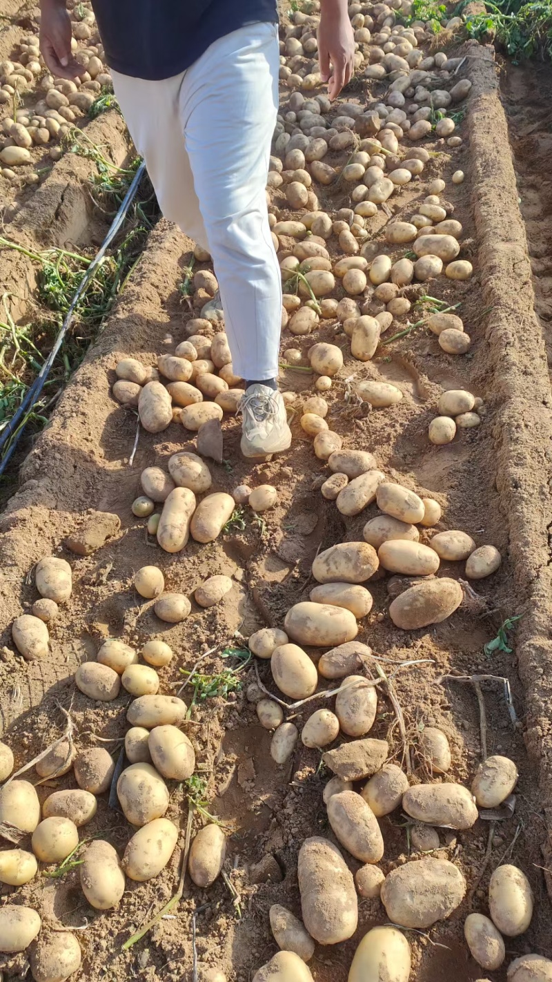 湖北黄心土豆大量上市，大量有货，沃土，V7