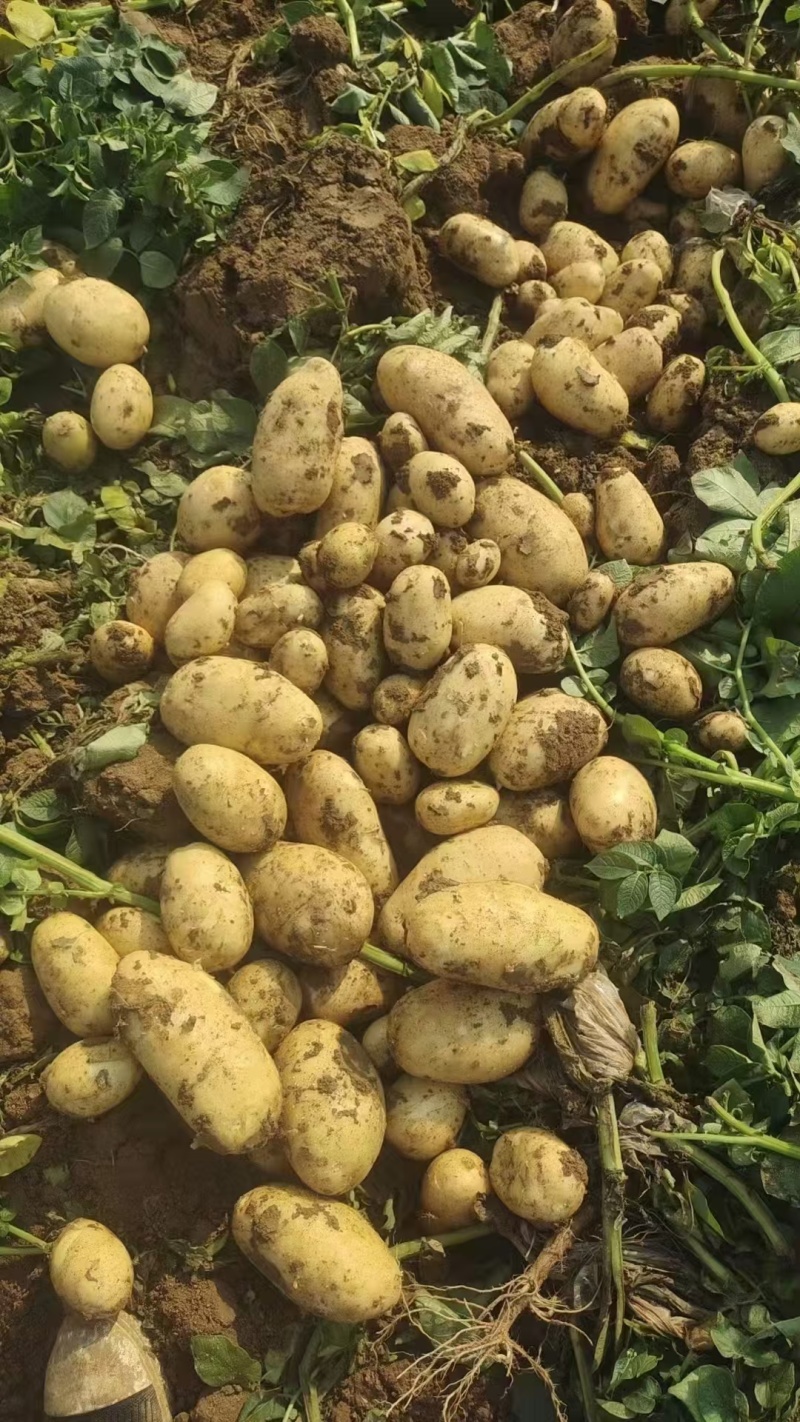 湖北黄心土豆大量上市，大量有货，沃土，V7