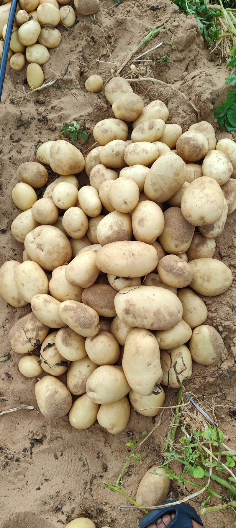 湖北黄心土豆大量上市，大量有货，沃土，V7