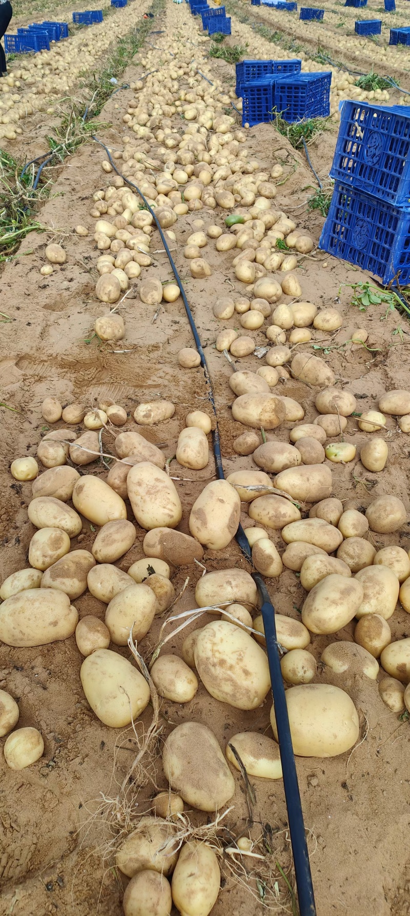 湖北黄心土豆大量上市，大量有货，沃土，V7