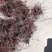 野生茜草根