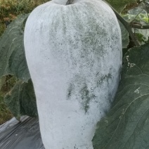 坐地冬瓜，***********