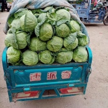 【甘蓝】万亩绿甘蓝大量上市产地批发量大从优，欢迎联系