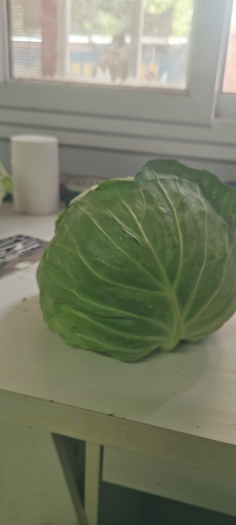 河南甘蓝，圆包菜，产地直供。视频看货，线上保障交易