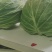 河南甘蓝，圆包菜，规模种植，价格低，视频看货，线上交易。