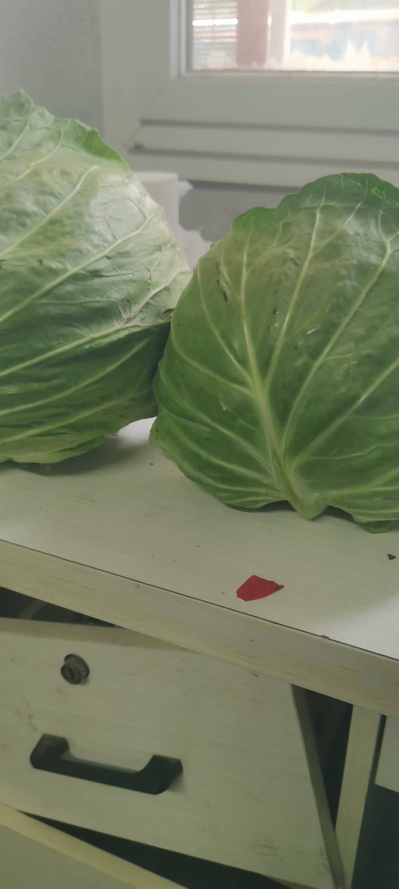 河南甘蓝，圆包菜，规模种植，价格低，视频看货，线上交易。