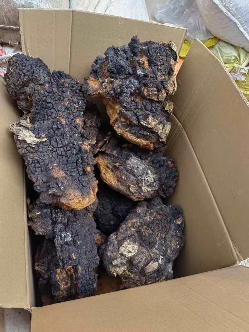 桦树茸桦褐孔菌中药材批发零售一手货源量大从优