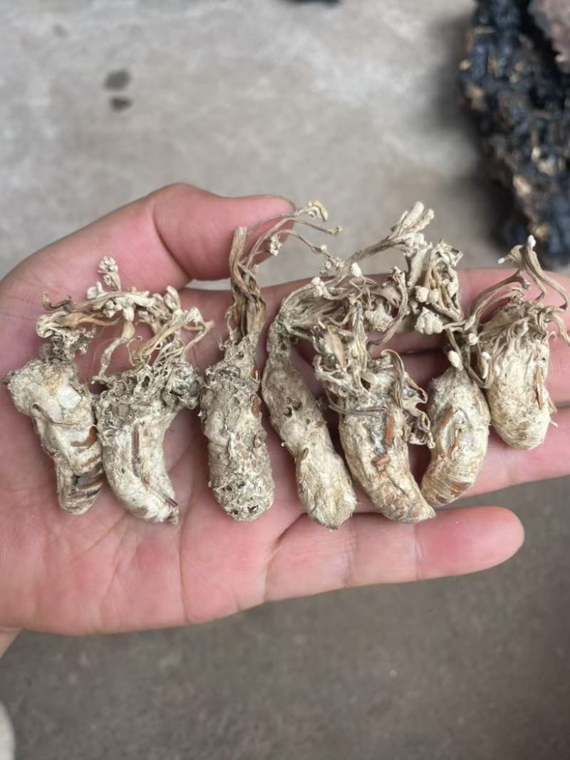 正品金蝉花新货蝉花知了壳色白饱满花多产地直发