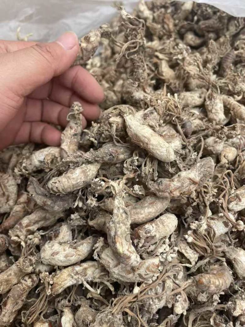 正品金蝉花新货蝉花知了壳色白饱满花多产地直发