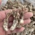 正品金蝉花新货蝉花知了壳色白饱满花多产地直发