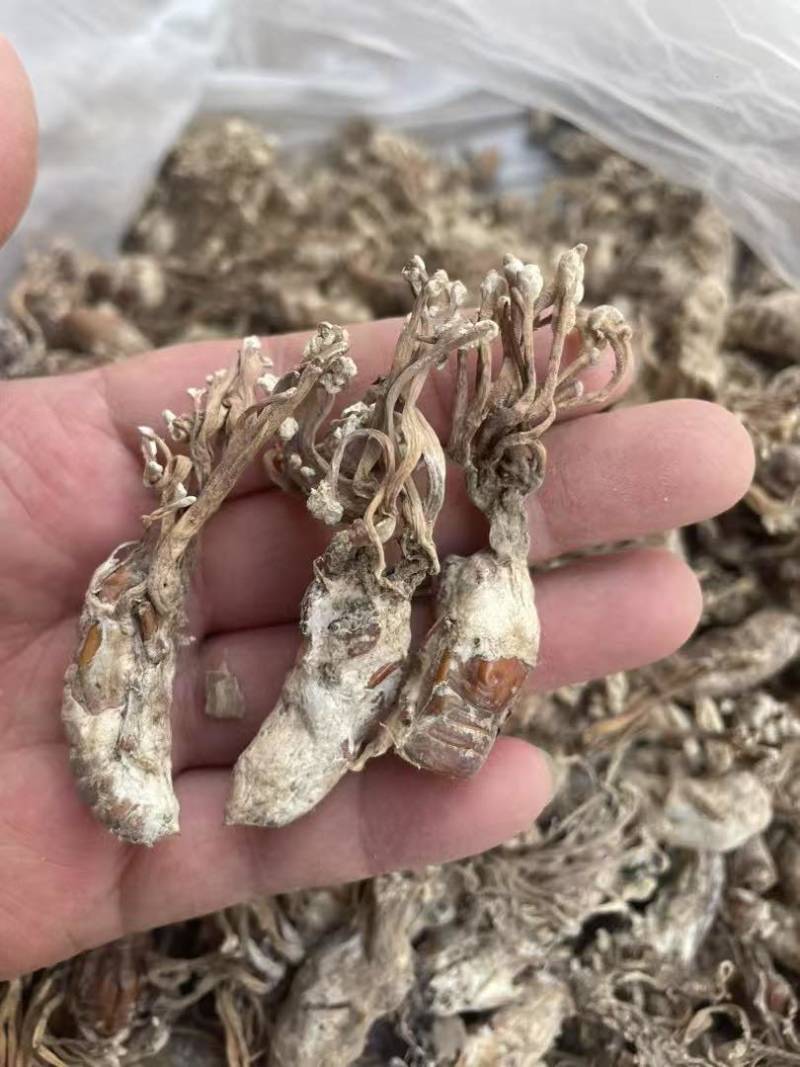 正品金蝉花新货蝉花知了壳色白饱满花多产地直发