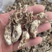 正品金蝉花新货蝉花知了壳色白饱满花多产地直发