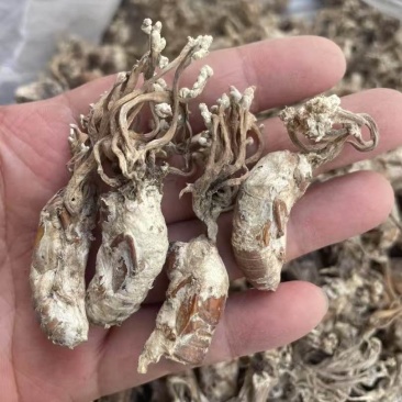 正品金蝉花新货蝉花知了壳色白饱满花多产地直发