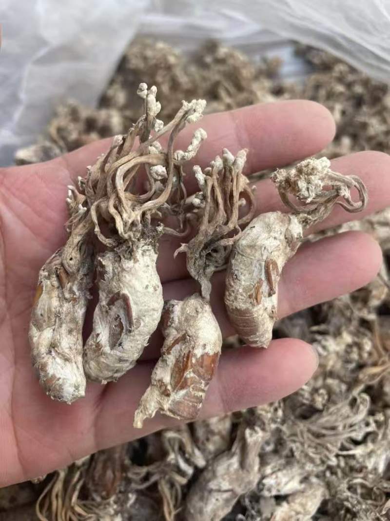 正品金蝉花新货蝉花知了壳色白饱满花多产地直发
