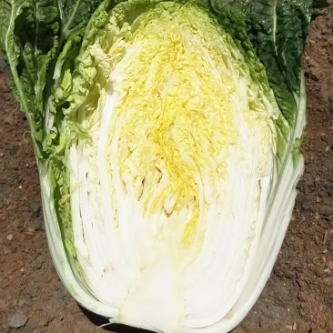 精品大白菜黄心白菜对接电商市场商超基地一手货源