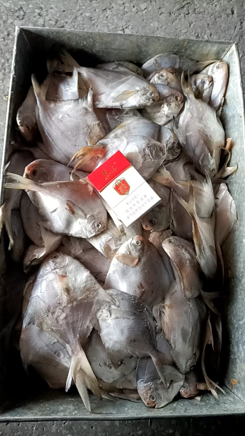 库存尾货小鲳鱼7条