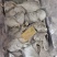 库存尾货小鲳鱼7条