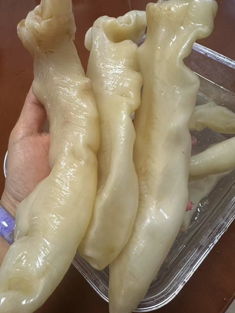 鱼胶，花胶黄花胶，蜘蛛胶，佐罗胶，甲肚胶