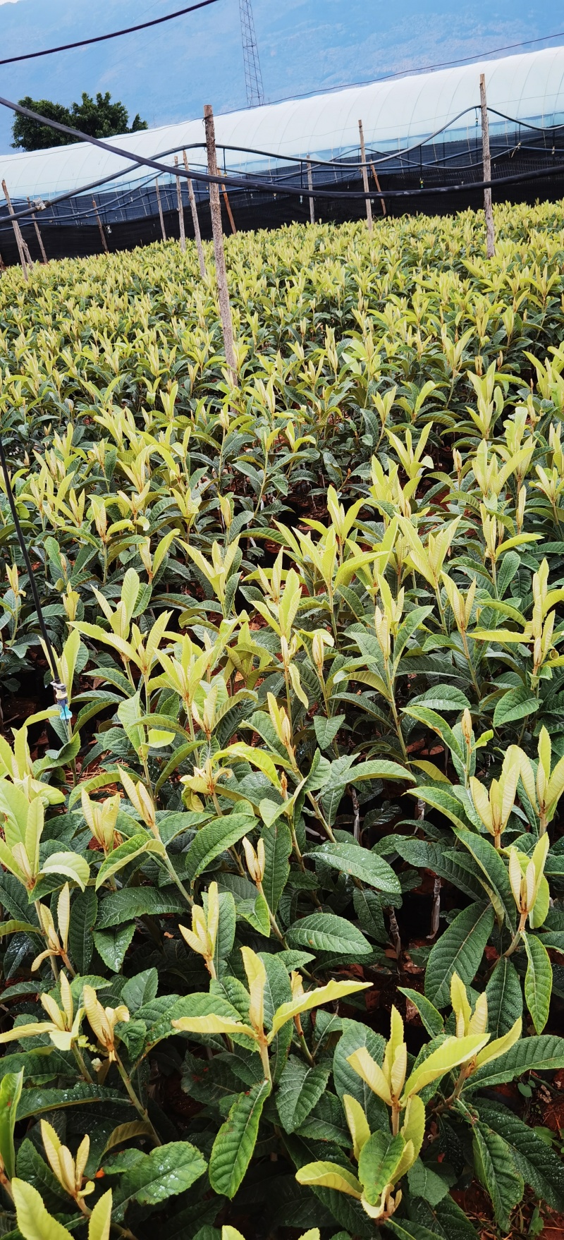 大五星枇杷苗8块一棵