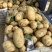 精品黄心土豆大量上市现挖现发对接商超档口欢迎来电