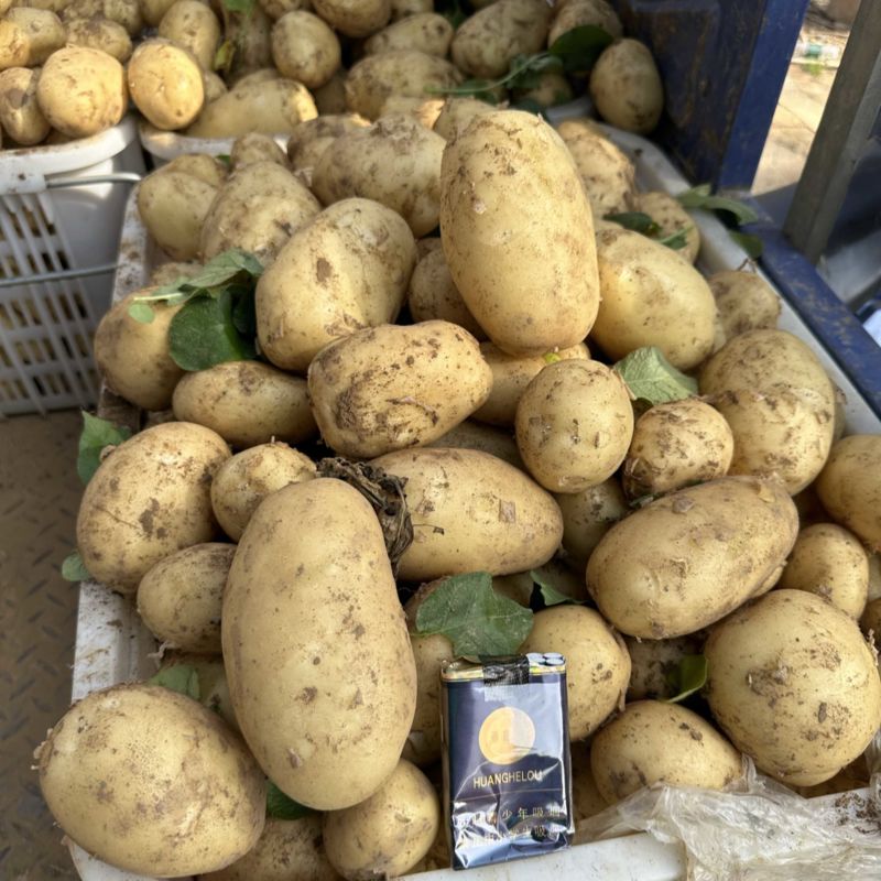 精品黄心土豆大量上市现挖现发对接商超档口欢迎来电
