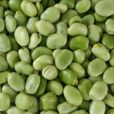 新鲜蚕豆
