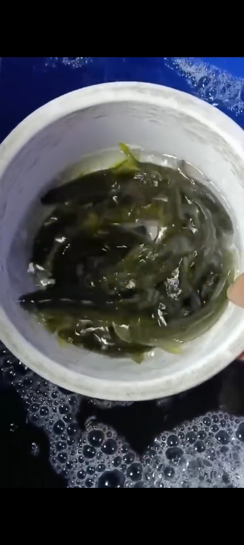 溪石斑鱼