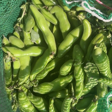精品蚕豆大量上市