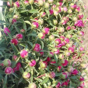 芍药鲜切花