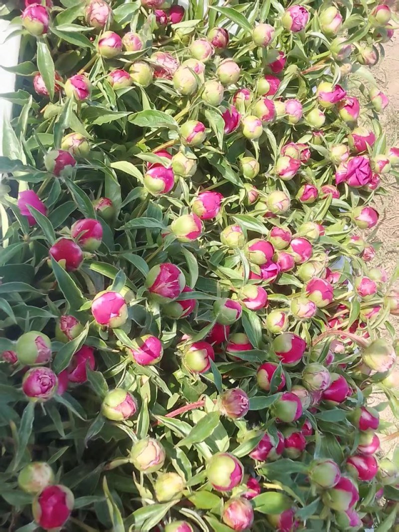芍药鲜切花