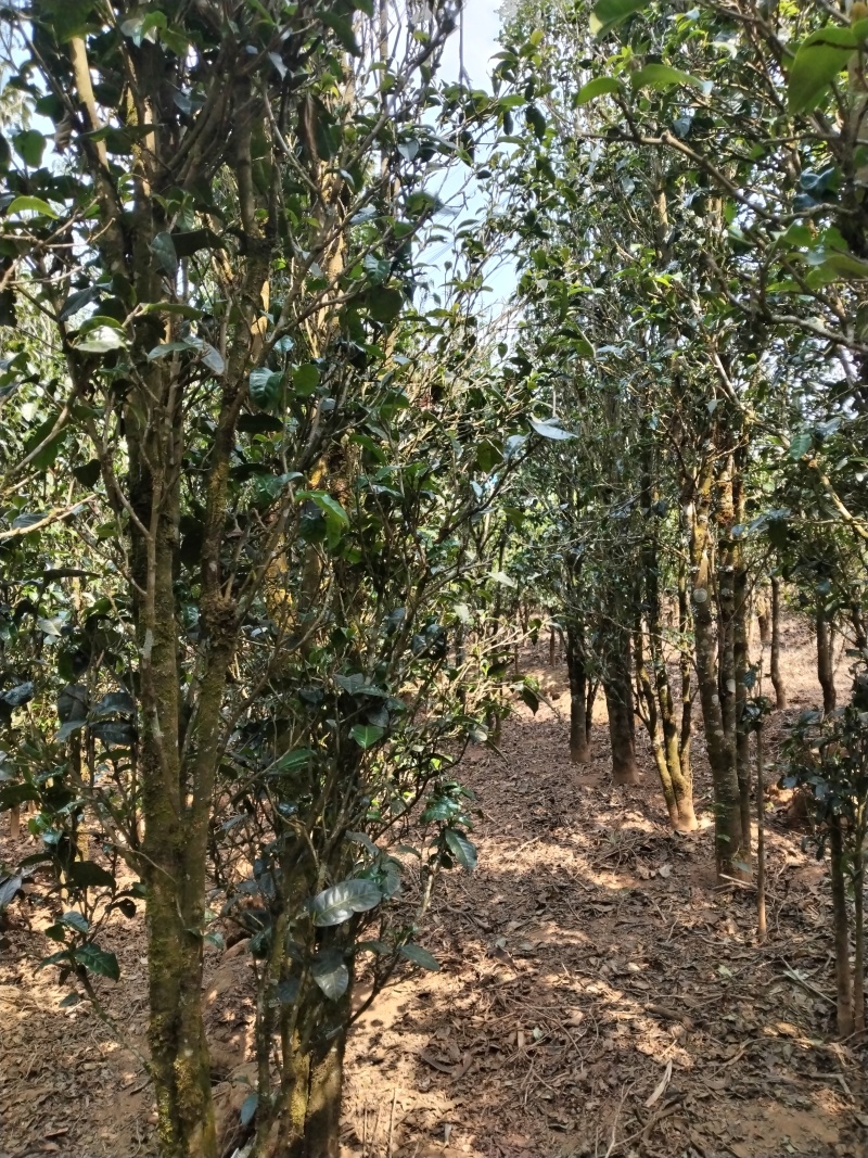 云南临沧勐库大户赛野生晒红，高香高甜，