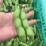 蚕豆大量上市大量有货可供电商超市发货全国价格不贵