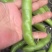 蚕豆大量上市大量有货可供电商超市发货全国价格不贵