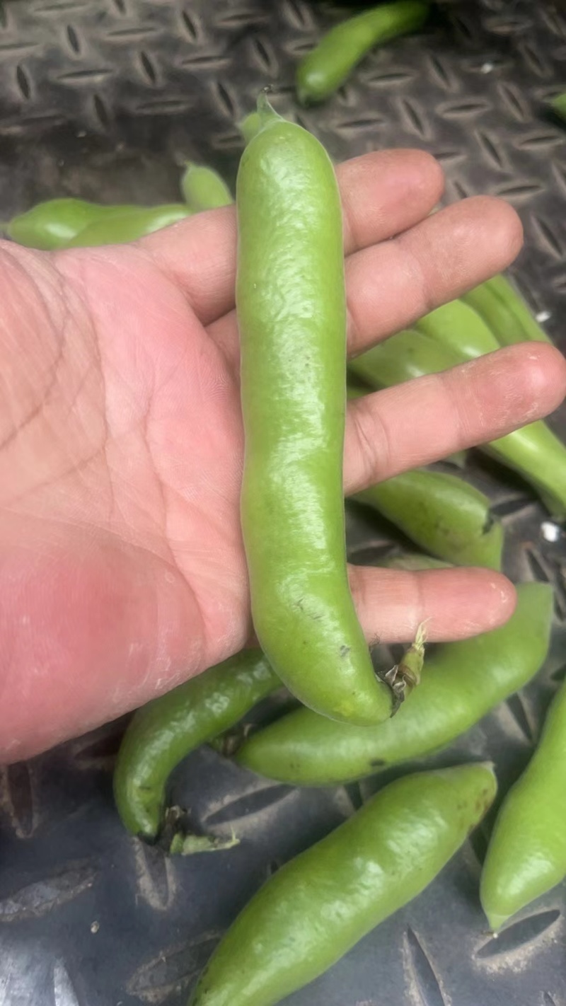 蚕豆大量上市大量有货可供电商超市发货全国价格不贵