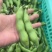蚕豆大量上市大量有货可供电商超市发货全国价格不贵