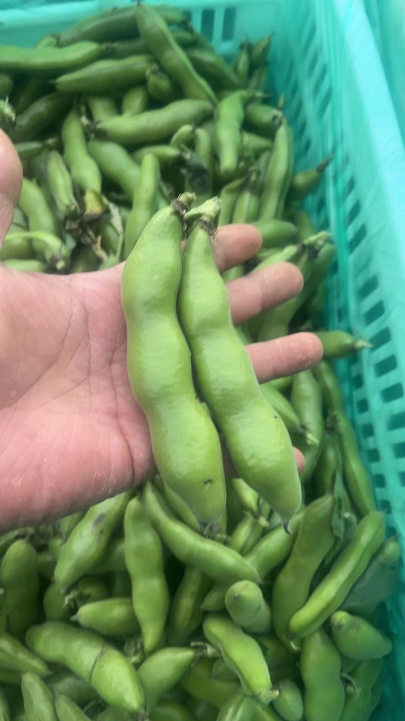 蚕豆大量上市大量有货可供电商超市发货全国价格不贵