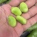 蚕豆大量上市大量有货可供电商超市发货全国价格不贵