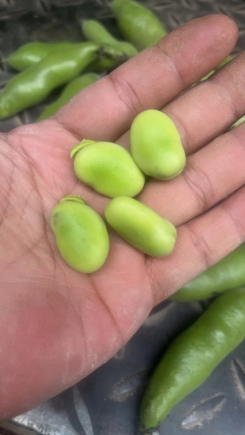 蚕豆大量上市大量有货可供电商超市发货全国价格不贵