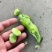 蚕豆大量上市大量有货可供电商超市发货全国价格不贵