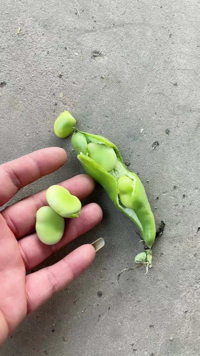 蚕豆大量上市大量有货可供电商超市发货全国价格不贵