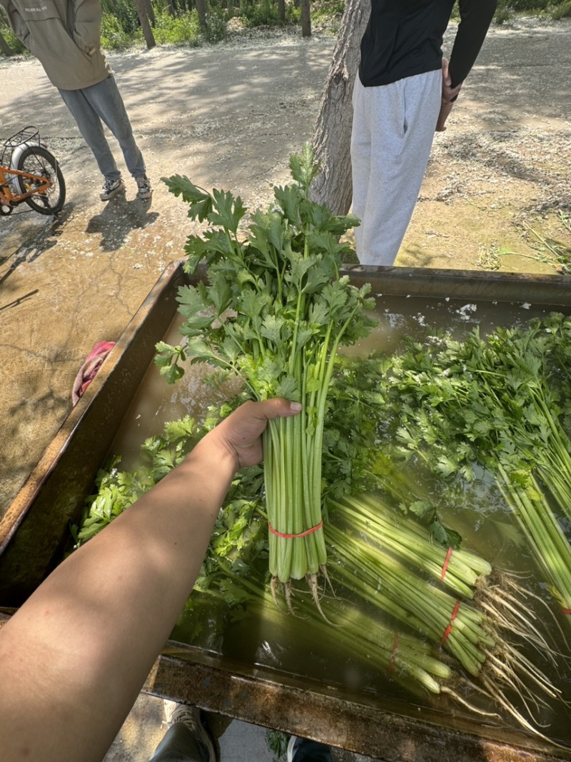 【精品】山东毛芹实力供货对接全国电商市场商超