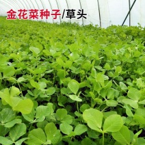 天禧大叶黄花草头种子食用苜蓿草种子金花菜春秋季野菜农家菜