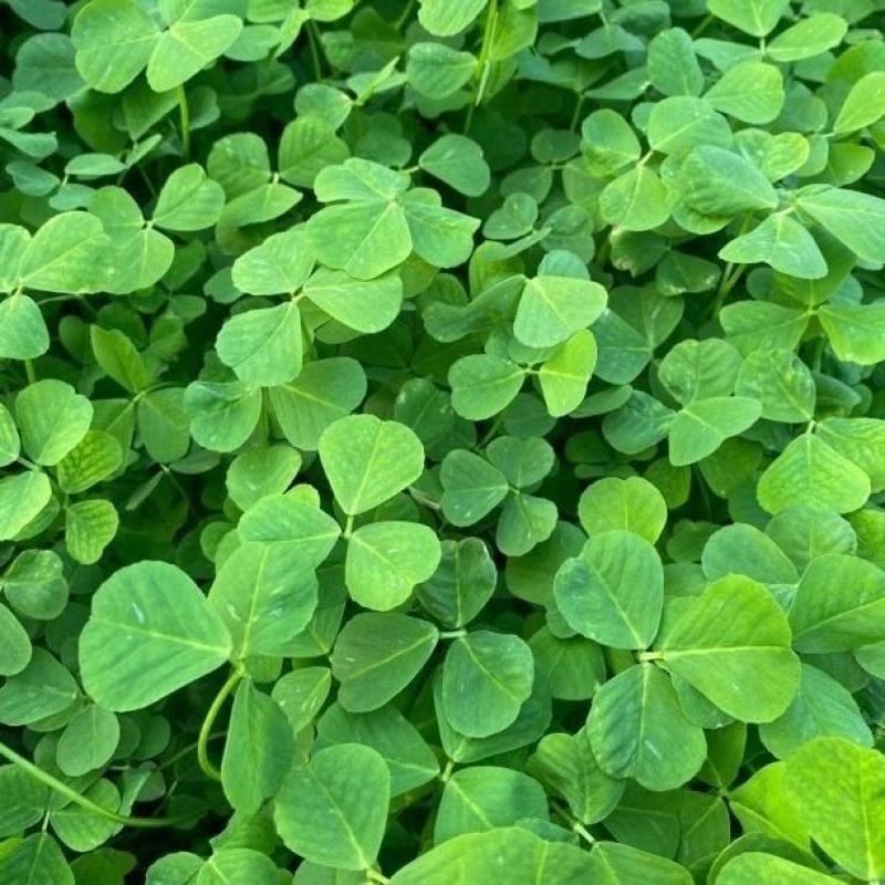 天禧大叶黄花草头种子食用苜蓿草种子金花菜春秋季野菜农家菜